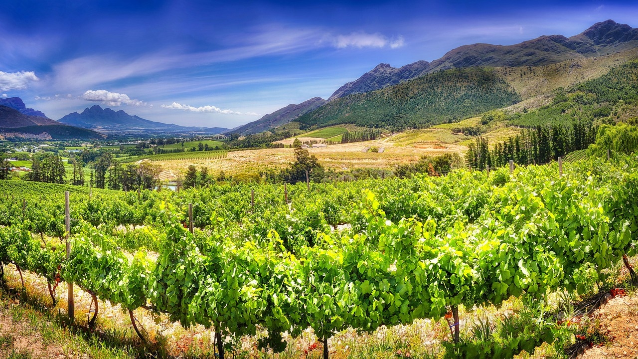 Cape Winelands Private Day