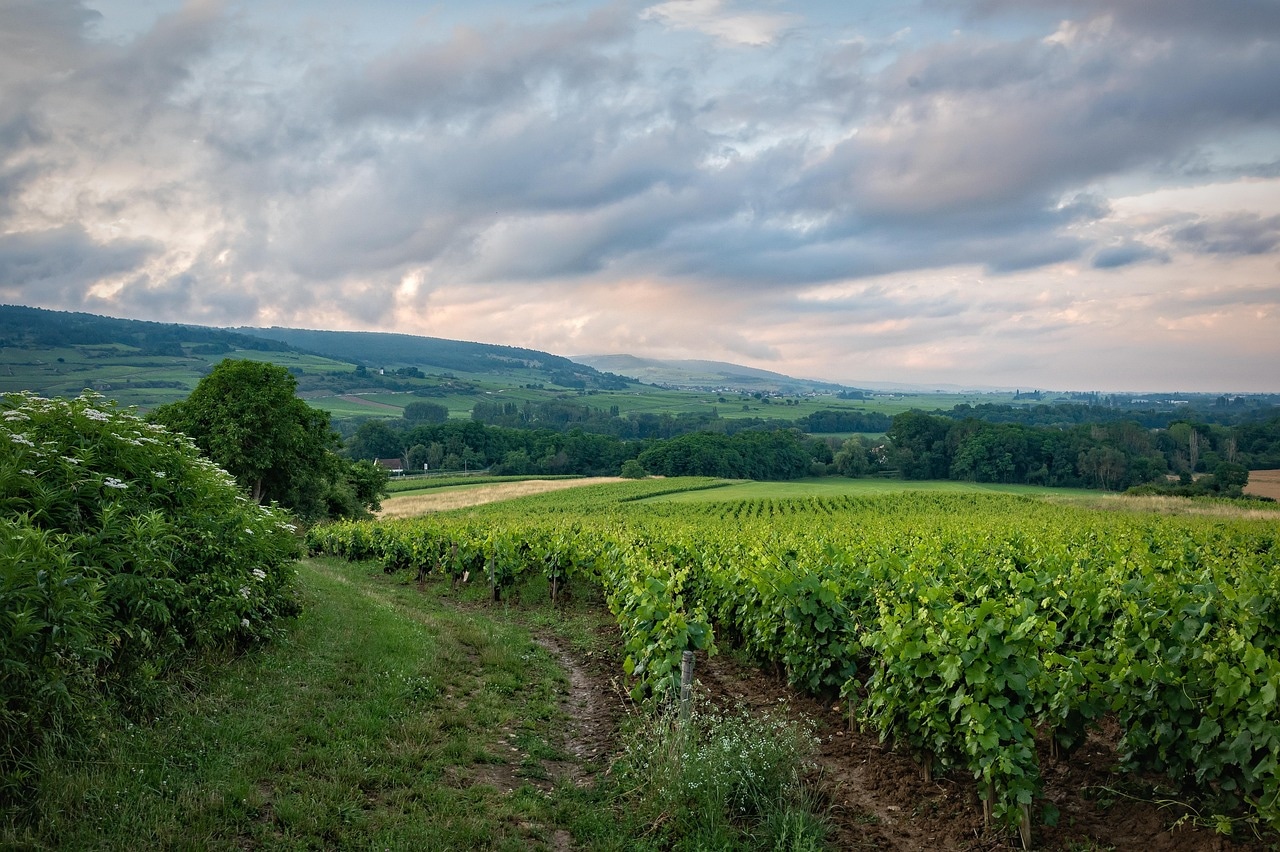 France Food & Wine Proposal