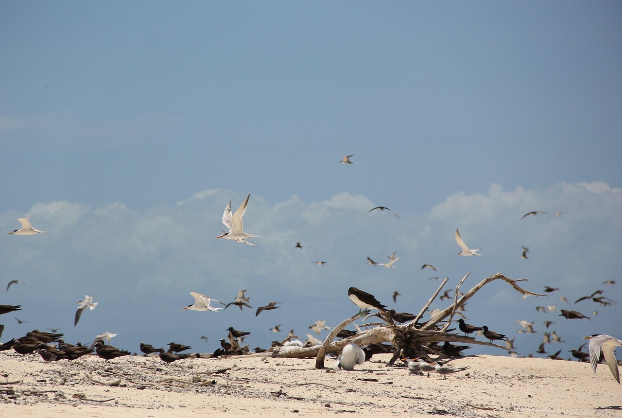 Kenya Migration Safari — Operations